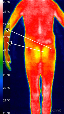 Termografisk bild av nästan hela baksidan av en person