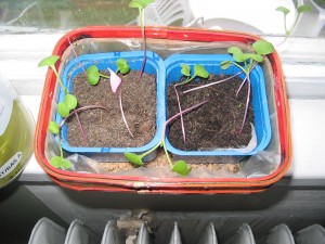 "M" märkta vattnades med mikrovågat vatten. Ingen märkbar skillnad! 105_0514_Radish_mikro