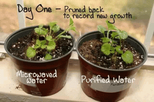 Exakt samma 2 plantor men blad bortklippta i "dag 5" på den vattnat med mikrovågat vatten.